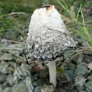 Daliの画像