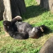 あお