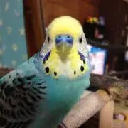 R i R i