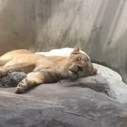ももの画像