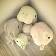 じゅごんハウス☆の画像