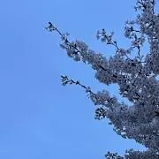 さくらの画像