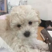 kueru_katsue