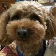 チャッキーの画像