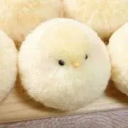 ひよこの画像
