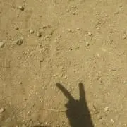 鳥の巣