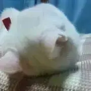 @lhant442