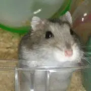 みぃー