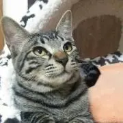 Ｋの画像