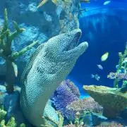 かるだもんの画像