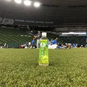 リーフィーの画像