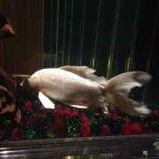 ひな