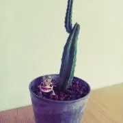 YUZUの画像