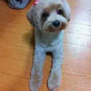 こむむん