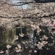 meropoaの画像