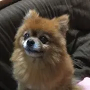 くすみんの画像