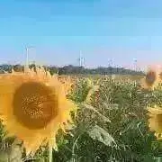 sの画像