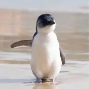 Penguinの画像