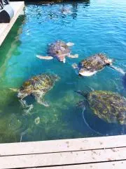 かめたろう