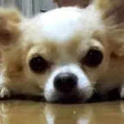 737の画像