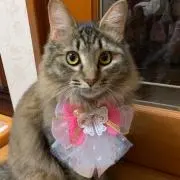 ちっぷ