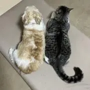 たむちぃ