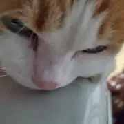 ミラの画像