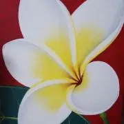 Coconutsの画像