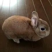 nukiの画像