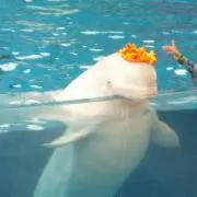 ひこるん