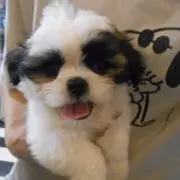 ぽん太の画像