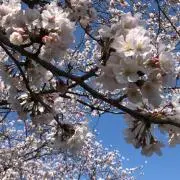 しげ