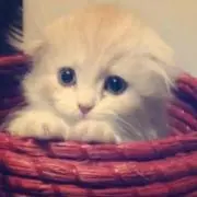 みるきーの画像