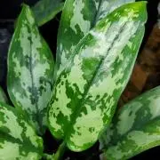 ホマロメナ sp. リンガ カミハタ便 リンガ産 Homalomena 熱帯植物