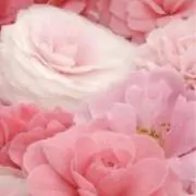 あいり