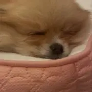 るいるい