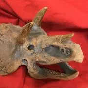 triceratopsの画像