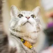 もつなべ