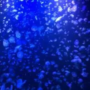 ほっぺ