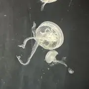 ゆっきゃの画像