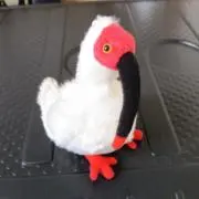 ダーリンの画像