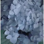 noooooの画像