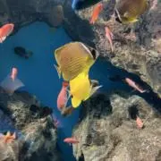 ちゃもの画像