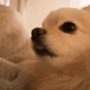 ゆき