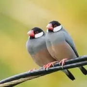 文鳥大好き