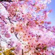 ゆずの画像