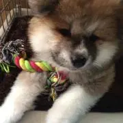 まけい