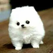 ピコの画像