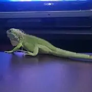 セバスチャン