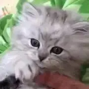 ichigo‎‎₍^..^₎の画像